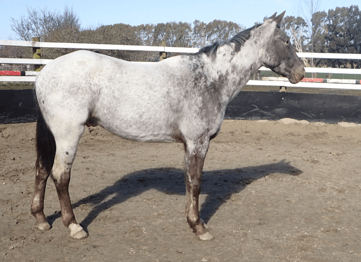 Our Horses | Mararoa Appaloosa